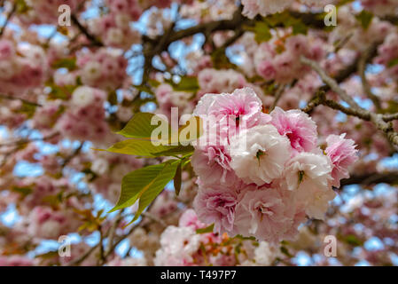 Schöne volle Blüte Lila Rosa Wisteria blühen Bäume und Blumen Kirschblüten im Frühling sonnigen Tag an der Ashikaga Flower Park, Tochigi Stockfoto