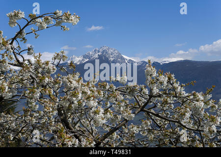 Der Frühling ist da - weiße Blüten vor schneebedeckten Bergen Stockfoto