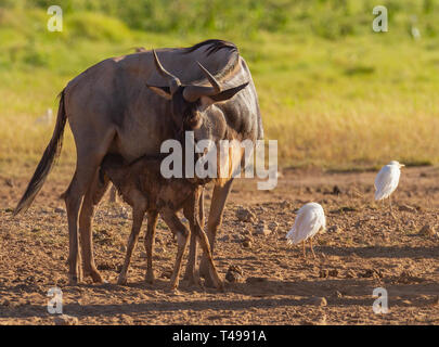 Blaue gnus Connochaetes taurinus neugeborenes Kalb gerade geboren Feeds säugt Erstmals feed Säugen von Mutter Amboseli National Park Kenia Afrika Stockfoto