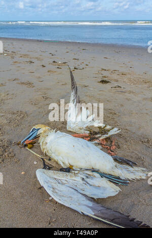 Tot northern Gannet in Kunststoff Fischernetz gefangen an Land am Strand von Den Haag Kijkduin gewaschen, Die Niederlande Stockfoto