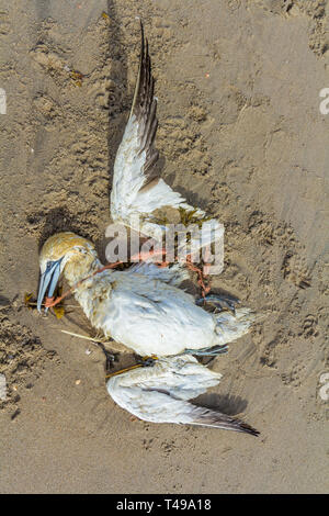 Tot northern Gannet in Kunststoff Fischernetz gefangen gewaschen an Land am Strand von Den Haag Kijkduin Stockfoto