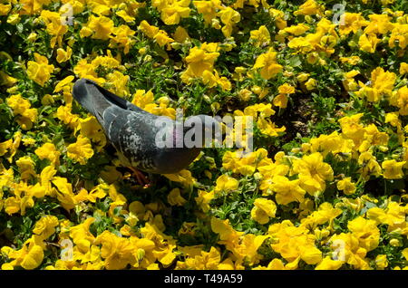 Natürliche Hintergrund der Frühling blühende duftende gelbe Stiefmütterchen oder Viola altaica und Taube, Taube oder Columba livia in Garten, Sofia, Bulgarien Stockfoto