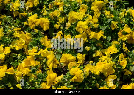 Natürliche Hintergrund der Frühling blühende duftende gelbe Stiefmütterchen oder Viola altaica in Garten, Sofia, Bulgarien Stockfoto