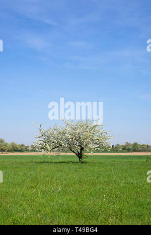 Frühling Baum auf der grünen Wiese Stockfoto
