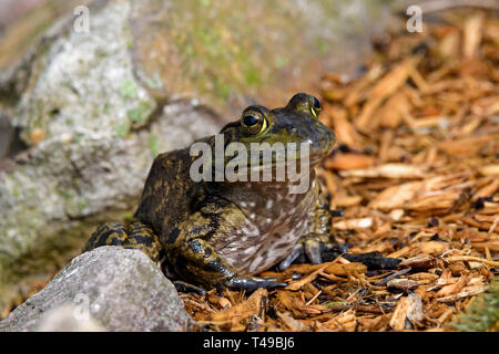 Amerikanische Ochsenfrosch an Teichen Kante sitzen in der Morgensonne. Es ist eine amphibische Frosch, und zur Familie der Ranidae. Stockfoto