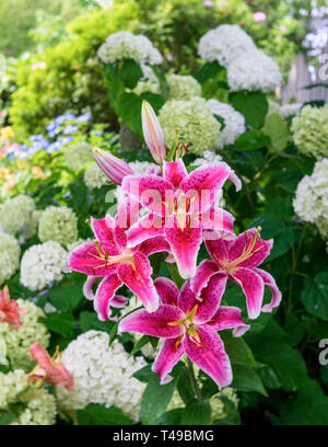 Stargazer Lilien blühen im heimischen Garten. Stockfoto