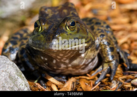 Amerikanische Ochsenfrosch an Teichen Kante sitzen in der Morgensonne. Es ist eine amphibische Frosch, und zur Familie der Ranidae. Stockfoto