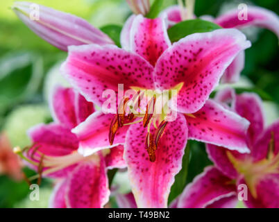 Stargazer Lilien blühen im heimischen Garten. Stockfoto