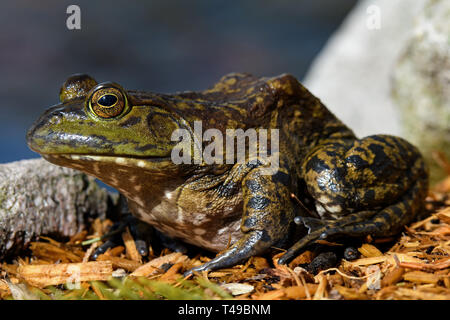 Amerikanische Ochsenfrosch an Teichen Kante sitzen in der Morgensonne. Es ist eine amphibische Frosch, und zur Familie der Ranidae. Stockfoto