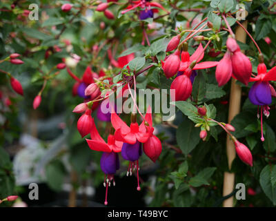 Winterharte Fuchsie als Standard für auf der Terrasse Garten oder als Akzent Beetpflanzen in der Grenze gewachsen. Stockfoto