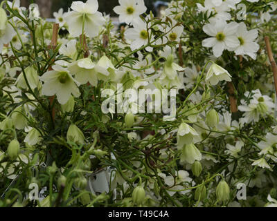 Immergrüne clematis frühe Sensation mit seiner Masse von weißen Blüten und grünen Zentren im April und Mai. Stockfoto