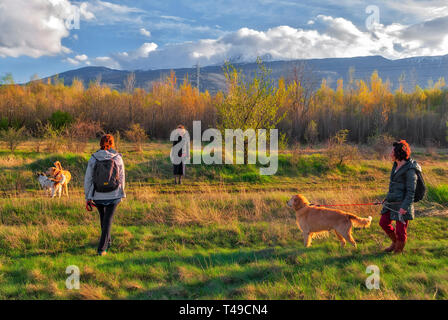 Spaziergang in der Natur mit Hunden Stockfoto