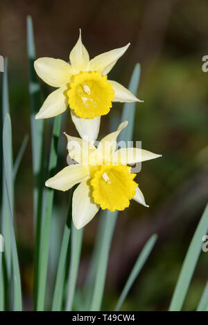 Wilde Narzissen - Narcissus Pseudonarcissus zwei Blumen mit Wald Hintergrund Stockfoto