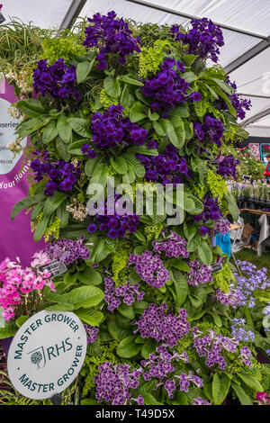 Cardiff, Wales, UK. 04/12/2019 RHS Flower Show Cardiff Stockfoto