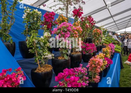 Cardiff, Wales, UK. 04/12/2019 RHS Flower Show Cardiff Stockfoto