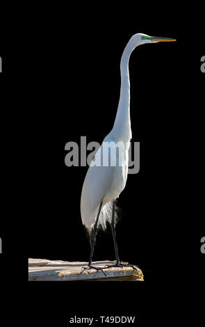 Egret im Sonnenlicht mit schwarzem Hintergrund Stockfoto