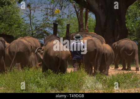 Herde von jungen Elefanten zusammengetrieben. Elephant Transit Home. Sri Lanka. Stockfoto