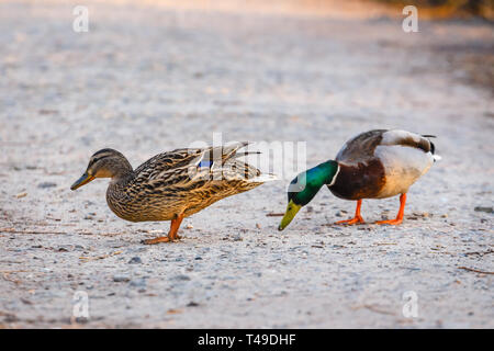 Ein paar Enten, männlich und weiblich, stehen am Ufer des Sees Stockfoto