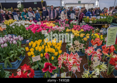 Cardiff, Wales, UK. 04/12/2019 RHS Flower Show Cardiff Stockfoto