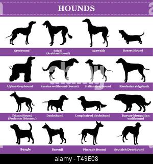 Set mit 20 Hunden Hunde. Vektor einrichten der Hunde Rassen Hunde stehen im Profil. Isolierte Hunde Rasse Silhouetten in schwarzer Farbe auf weißem Hintergrund. Stock Vektor