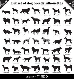 Große 49 verschiedene Hunde, Hunde, arbeiten, Hirte, Terrier, Begleiter, Jagd. Vektor einrichten der verschiedenen Hunde stehen im Profil. Isolierte Hunde Stock Vektor
