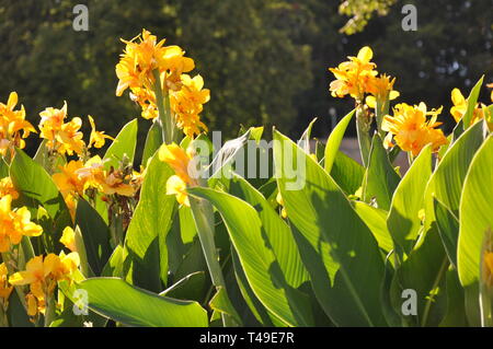 Canna gelb Lilien in Niagara Falls, Kanada Stockfoto