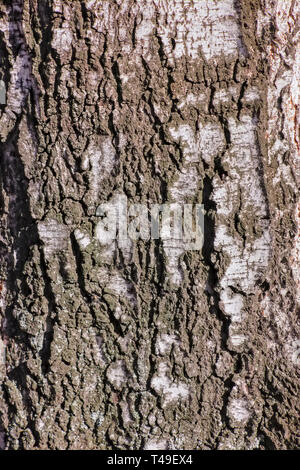 Natürliche Hintergrund Textur einer echten Birkenrinde close-up im Frühling. Stockfoto