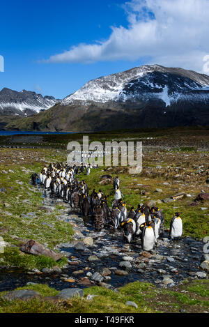 Schöne sonnige Landschaft mit großen King Penguin Colony, Pinguine stehen im Stream wieder auf einen See und die Berge führenden, St. Andrews Bay, südlich Geo Stockfoto