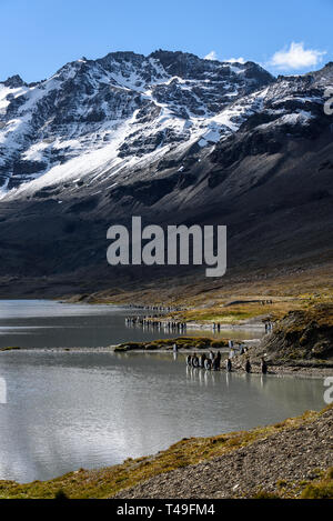 Schönes Licht auf einem See und verschneite Berglandschaft mit Königspinguine in Gruppen am Ufer, St. Andrews Bay, South Georgia Stockfoto