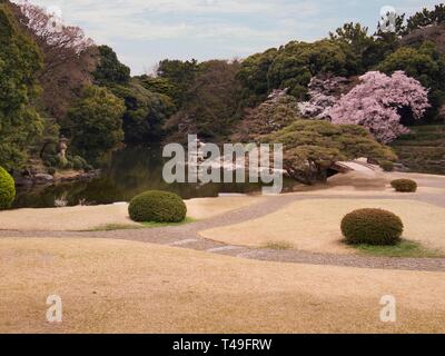 Japanischer Garten und Kirschblüten oder Sakura im Frühling, Tokio, Japan. Stockfoto