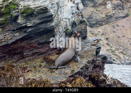 Südamerikanische Fell Dichtung (Arctocephalus australis) auf Isla Choros, Humboldt Pinguin finden, Punta Choros, Chile Stockfoto