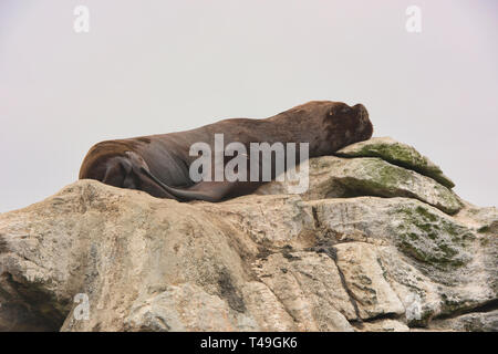 Schlafen Südamerikanische Seelöwe (Otaria flavescens) auf Isla Choros, Humboldt Pinguin finden, Punta Choros, Chile Stockfoto