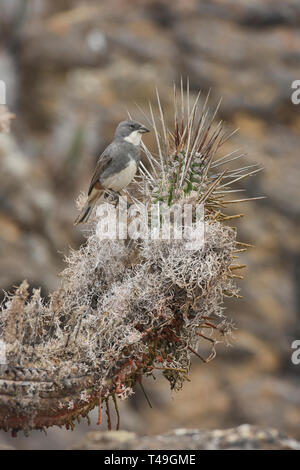 Andengemeinschaft sparrow und Kaktus auf der Isla Damas, Humboldt Pinguin finden, Punta Choros, Chile Stockfoto