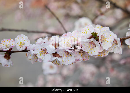 Filiale einer blühenden Aprikosenbaum. Aprikosen Baum Blume, saisonale Blumen Natur Hintergrund, geringe Tiefenschärfe Stockfoto