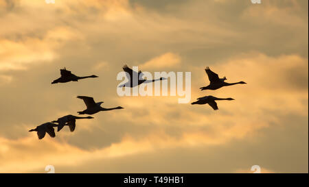 Gruppe von Singschwänen im Flug bei Sonnenuntergang Stockfoto