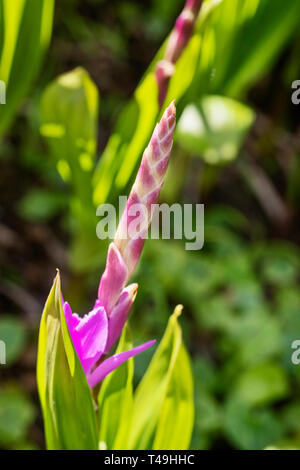 Schöne rosa Hyazinthe Orchidee - bletilla Striata -, Detail der rosa Blume Stockfoto