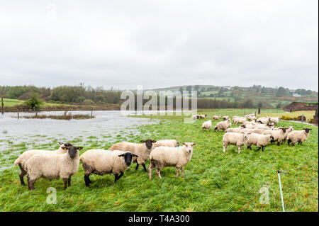 Caheragh, West Cork, Irland. April 2019. Ein Großteil Irlands befindet sich derzeit inmitten einer von Met Éireann ausgestellten Status Orange Regenwarnung. Viele Felder in West Cork sind überflutet, nachdem zahlreiche Flüsse ihre Ufer wegen des sintflutartigen Regens platzen. Diese Schafherde wurde von den Überschwemmungen gestrandet. Quelle: AG News/Alamy Live News. Stockfoto