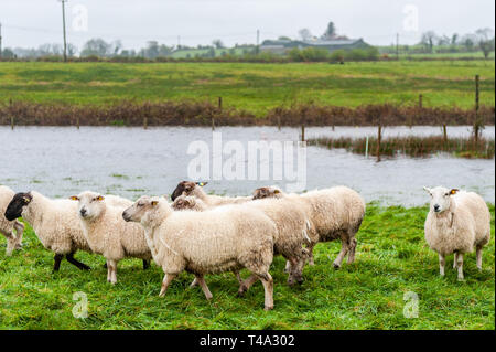 Caheragh, West Cork, Irland. April 2019. Ein Großteil Irlands befindet sich derzeit inmitten einer von Met Éireann ausgestellten Status Orange Regenwarnung. Viele Felder in West Cork sind überflutet, nachdem zahlreiche Flüsse ihre Ufer wegen des sintflutartigen Regens platzen. Diese Schafherde wurde von den Überschwemmungen gestrandet. Quelle: AG News/Alamy Live News. Stockfoto