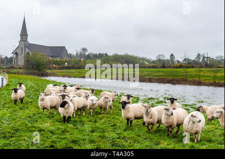 Caheragh, West Cork, Irland. April 2019. Ein Großteil Irlands befindet sich derzeit inmitten einer von Met Éireann ausgestellten Status Orange Regenwarnung. Viele Felder in West Cork sind überflutet, nachdem zahlreiche Flüsse ihre Ufer wegen des sintflutartigen Regens platzen. Diese Schafherde wurde von den Überschwemmungen gestrandet. Quelle: AG News/Alamy Live News. Stockfoto