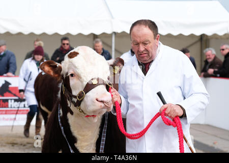 Hereford Viehmarkt, Hereford, Großbritannien - Montag, 15. April 2019 - Frühling Verkauf für die Hereford Hereford Rind Gesellschaft, die Rasse ist weltweit bekannt als hochwertiges Rindfleisch Tier. Der Verkauf brachte 119 Tiere zu Hereford aus ganz Großbritannien einschließlich 61 Stiere und 58 Frauen. Landwirte in Unsicherheit als Brexit ungelöst bleibt. - Foto Steven Mai/Alamy leben Nachrichten Stockfoto