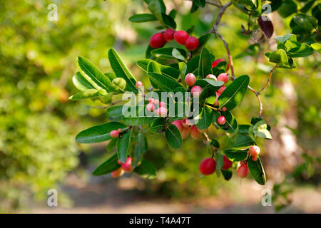 Antioxidative Früchte, carunda oder karonda Frucht am Baum in Organic Farm Stockfoto