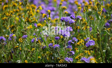 Super Bloom 2019, Carizzo Plain National Monument, Kalifornien, USA Stockfoto