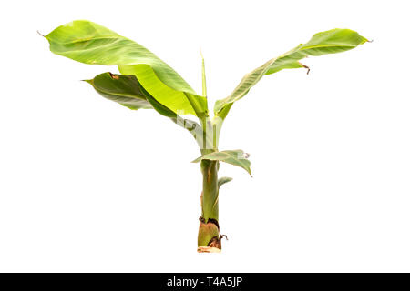 Die Bananenstaude, die gerade gekeimt hat. Kleine Bananenstaude auf weißem Hintergrund. Stockfoto