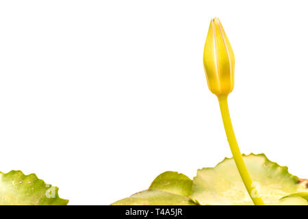 Seerose im Teich. Lotus bud auf weißem Hintergrund. Stockfoto