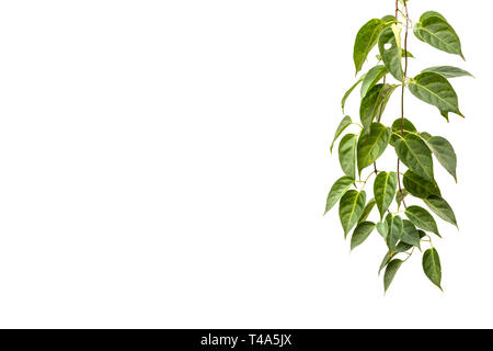 Bueatiful Weinpflanze auf weißem Hintergrund. Grüne climbing Ivy kopieren Platz für Text. Stockfoto