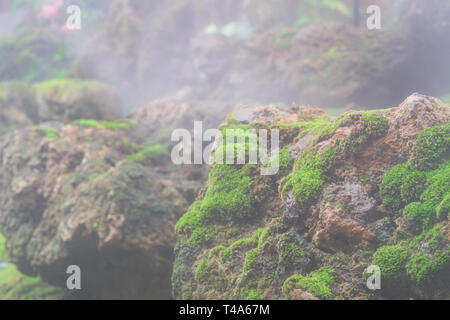 Nahaufnahme Makroaufnahme von schönen, gesunden Moos wächst in Fels an einem nebligen Tag. Grüne Natur Wallpaper Hintergrund. Stockfoto