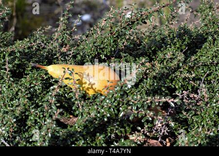 Ein reif Konferenz birne Pyrus Communis in einem Bett der Cotoneaster horizontalis in entspannenden warmen Sonnenschein eingebettet Stockfoto