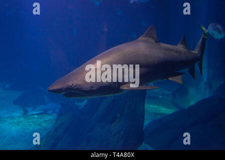 Carcharias taurus allgemein als Sand Tiger Shark im Oceanario de Lisboa in Lissabon, Portugal, bekannt Stockfoto