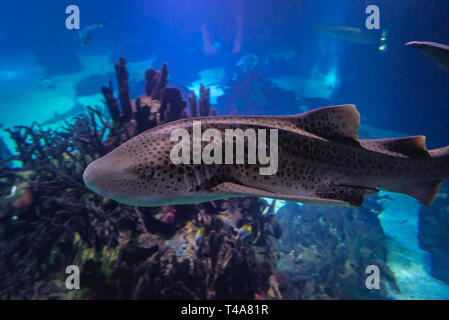 Stegostoma fasciatum-Zebra shark im Oceanario de Lisboa in Lissabon, Portugal Stockfoto