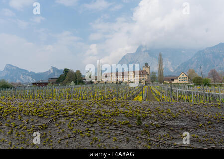 Maienfeld GR/Schweiz - April 13, 2019: historische Schloss Salenegg im idyllischen Schweizer Dorf Maienfeld mit knospenden Weinreben und Stein Wal Stockfoto